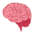 Human brain Sketch